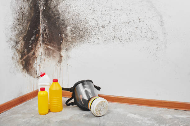 Best Home Mold Removal  in Whitg, IN