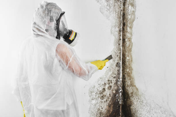 Best Affordable Mold Removal  in Whitg, IN