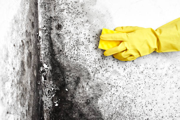 Best Office Mold Removal Services  in Whitg, IN