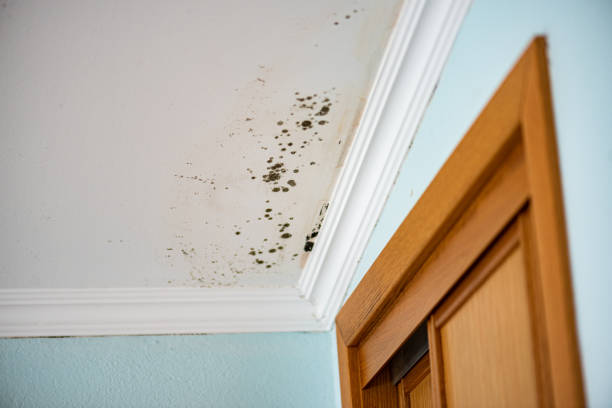 Crawl Space Mold Removal in Whiting, IN