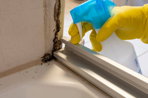 Best Mold Testing  in Whitg, IN