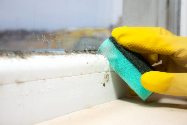Best Mold Testing  in Whitg, IN