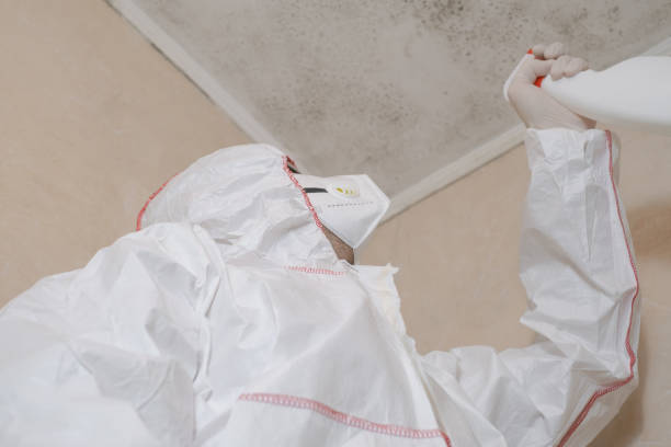 Best Same-Day Mold Removal  in Whitg, IN