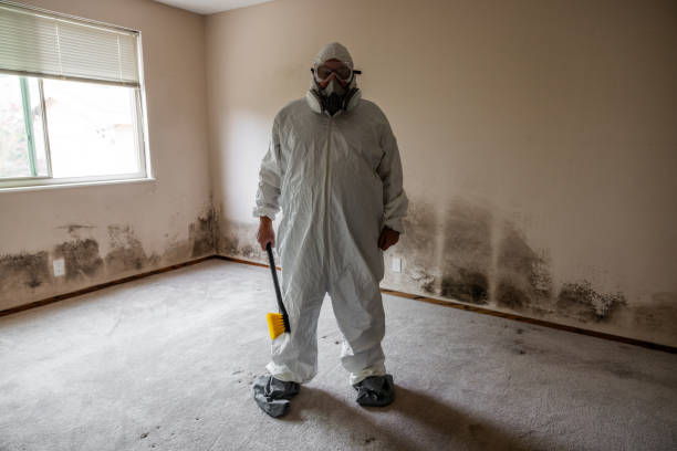 Best Mold Damage Repair  in Whitg, IN