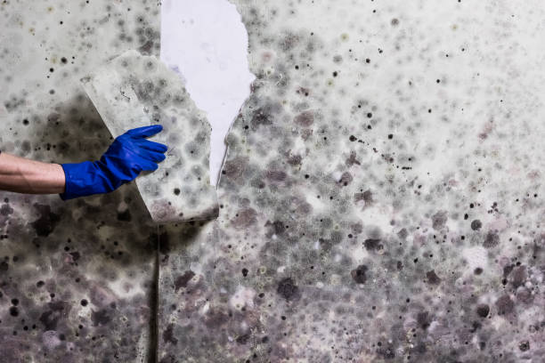 Best Mold Remediation  in Whitg, IN