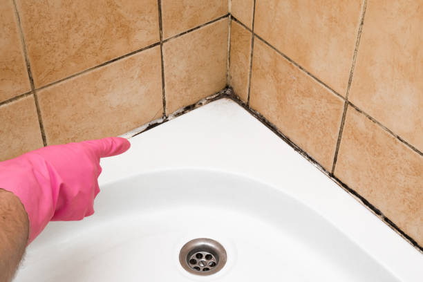Professional Mold Removal in Whiting, IN